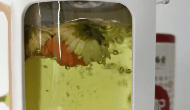 石斛胎菊枸杞功效与作用