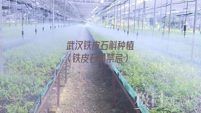 武汉铁皮石斛种植