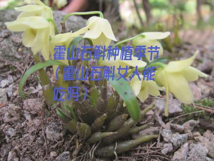 霍山石斛种植季节