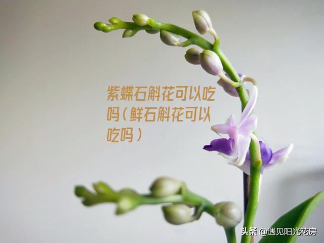 紫蝶石斛花可以吃吗