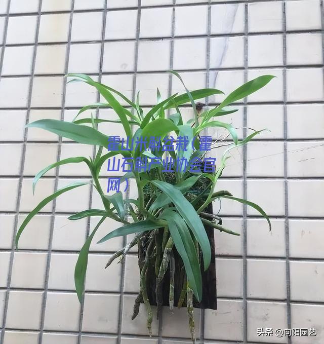 霍山米斛盆栽
