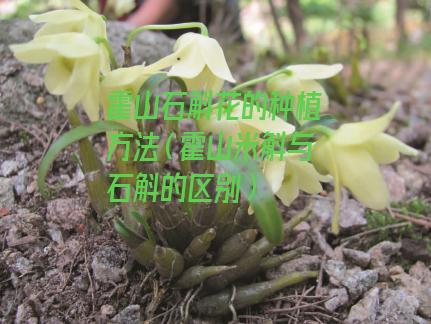 霍山石斛花的种植方法
