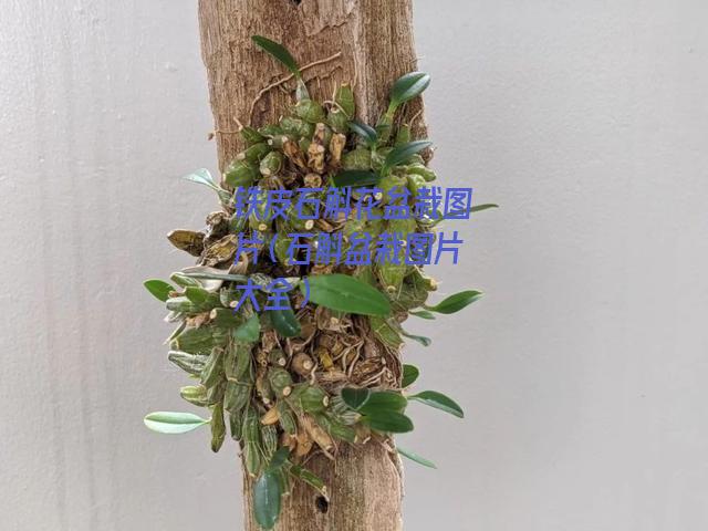 铁皮石斛花盆栽图片