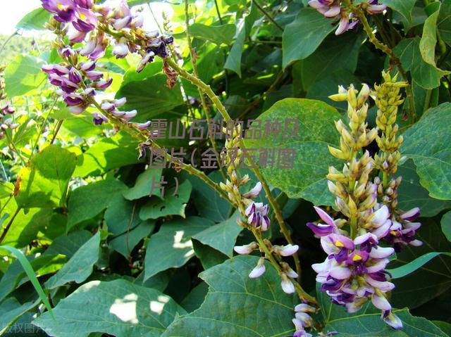 霍山石斛的品种及图片