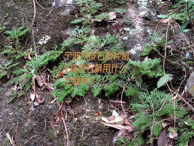 宁波铁皮石斛种植