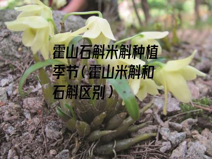 霍山石斛米斛种植季节