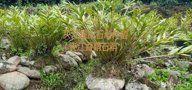 夹江霍山石斛种植