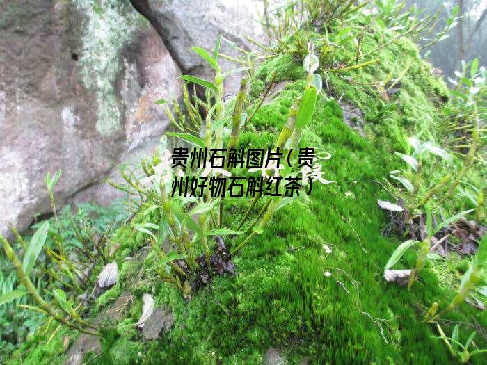 贵州石斛图片（贵州好物石斛红茶）