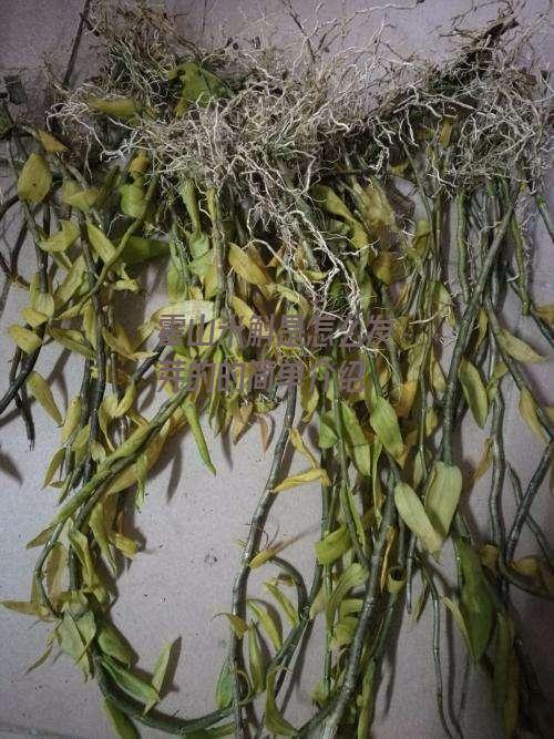 霍山米斛是怎么发芽的的简单介绍